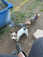 LoLo , a male Yorkipoo and Yorkshire Terrier for sale in Madison, AL – 5 of 5