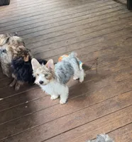 Standard Parti Yorkie, a male Yorkipoo and Yorkshire Terrier for sale in Madison, AL – 3 of 5
