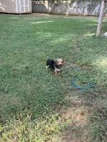 Standard Male Yorkie Poo, a male Yorkipoo and Yorkshire Terrier for sale in Harvest, AL – 5 of 8
