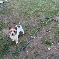 Loki-9lbs, a male Yorkshire Terrier for sale in Madison, AL – Photo 2 of 6