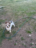 Loki-9lbs, a male Yorkshire Terrier for sale in Madison, AL – Photo 2 of 6