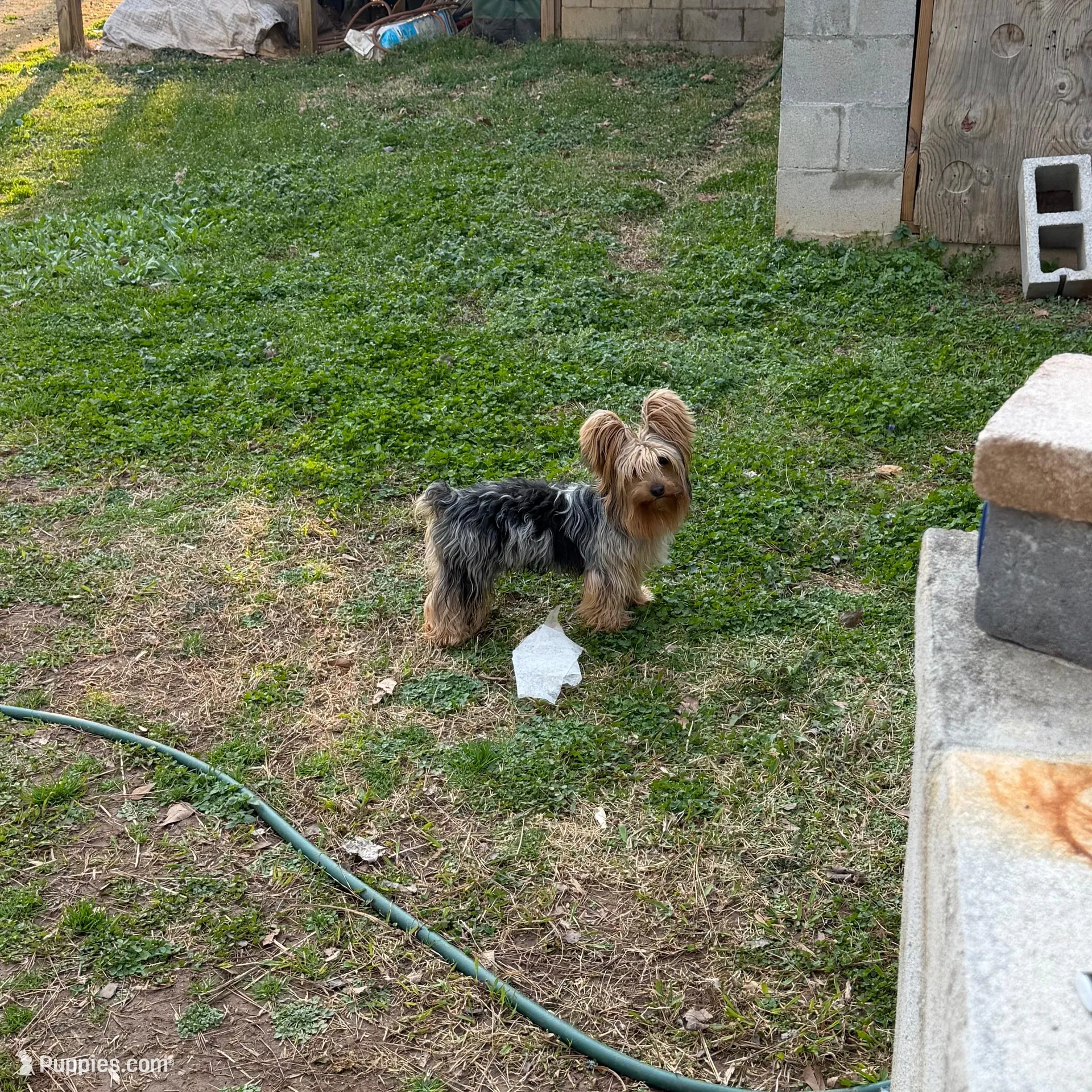 Loki-9lbs, a male Yorkshire Terrier for sale in Madison, AL – Photo 5 of 6