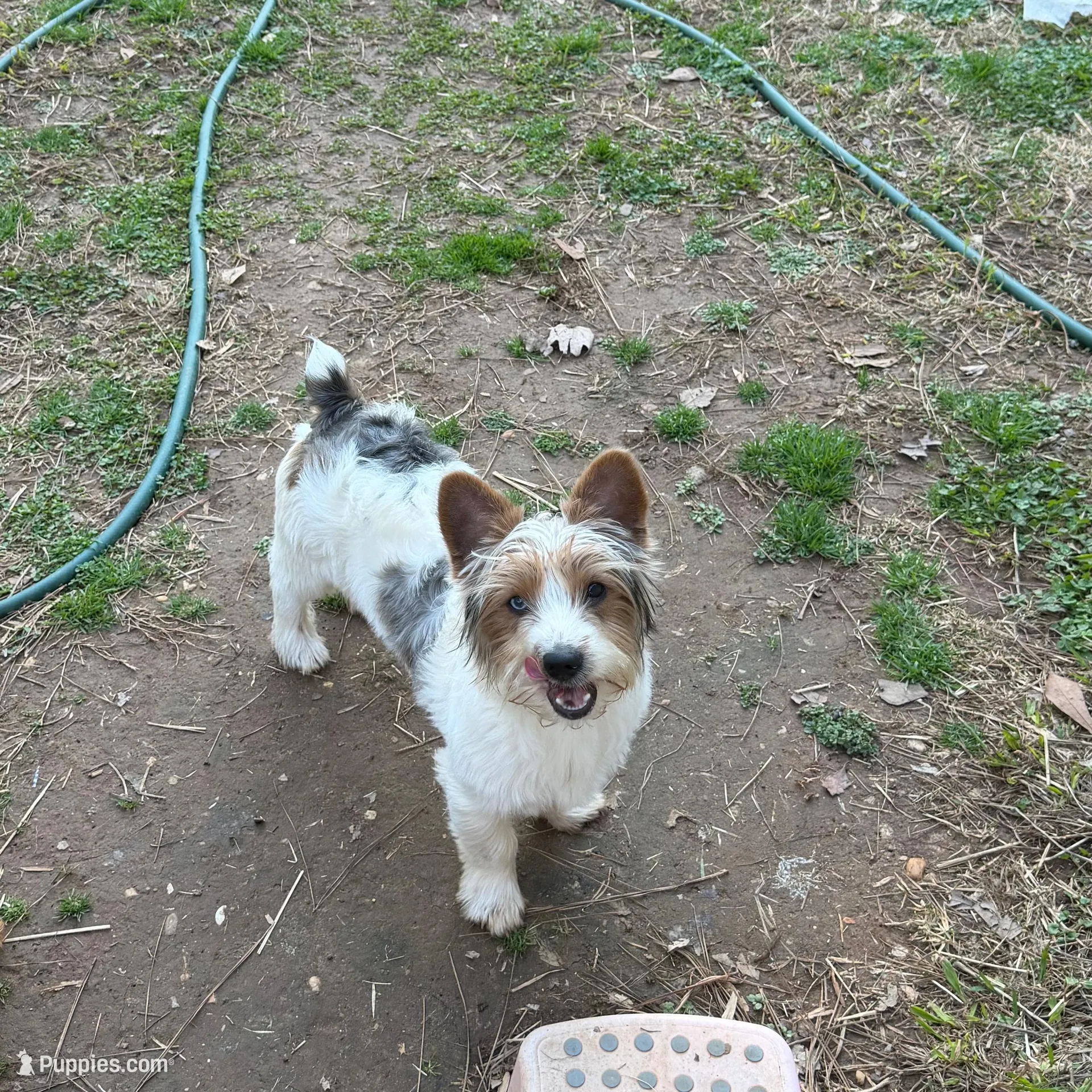 Loki-9lbs, a male Yorkshire Terrier for sale in Madison, AL – Photo 1 of 6