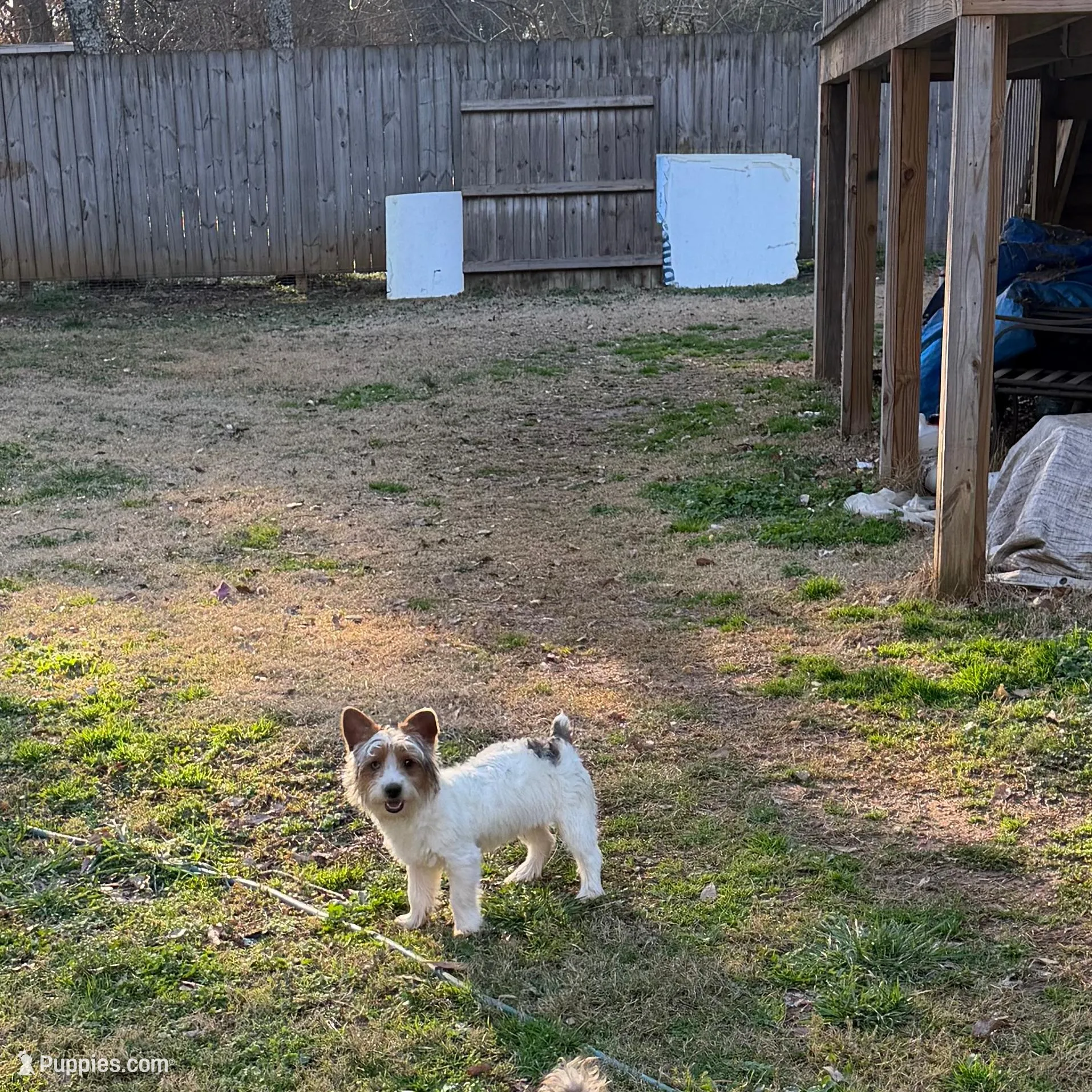 Loki-9lbs, a male Yorkshire Terrier for sale in Madison, AL – Photo 6 of 6