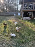 Loki-9lbs, a male Yorkshire Terrier for sale in Madison, AL – Photo 4 of 6