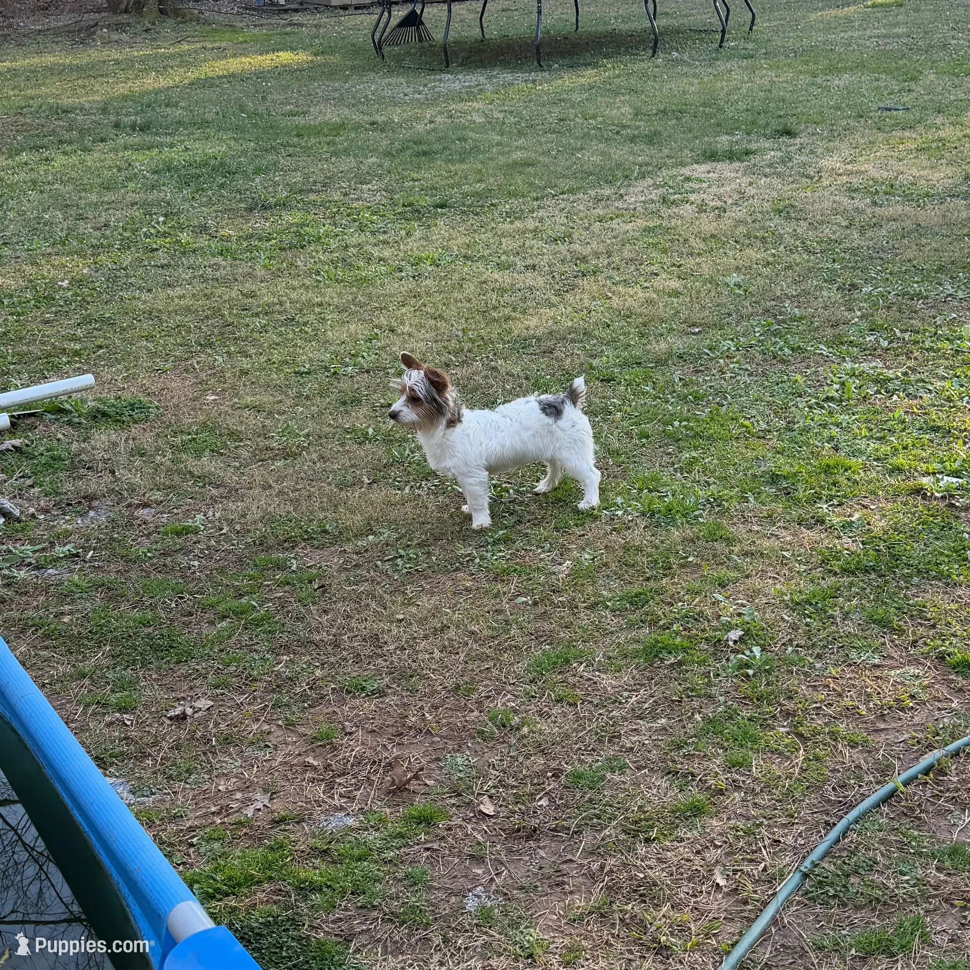 Loki-9lbs, a male Yorkshire Terrier for sale in Madison, AL – Photo 3 of 6