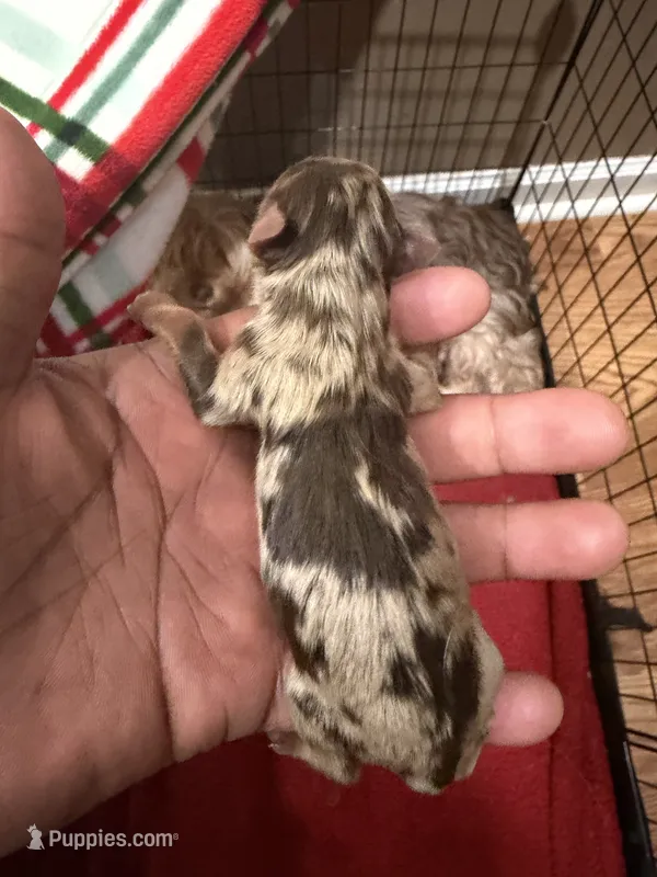 Chocolate Male – Yorkshire Terrier, Biewer puppy for sale in Madison, AL