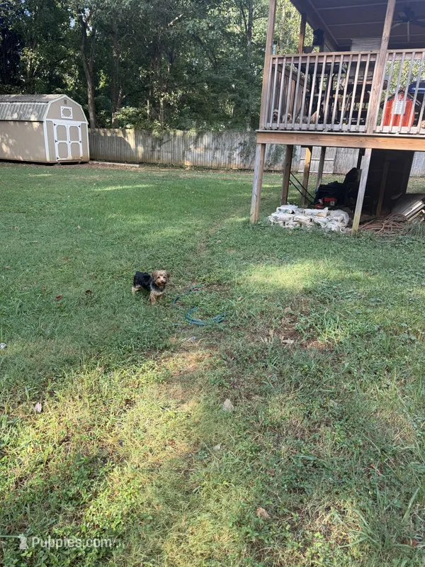 Standard Male Yorkie Poo – Yorkipoo, Yorkshire Terrier puppy for sale in Madison, AL
