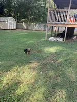 Standard Male Yorkie Poo, a male Yorkipoo and Yorkshire Terrier for sale in Harvest, AL – 1 of 8