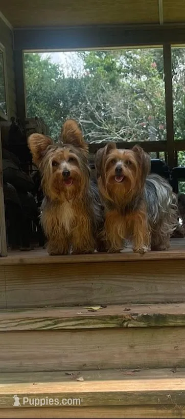 Loki, a male Yorkshire Terrier for sale in Madison, AL – 6 of 7