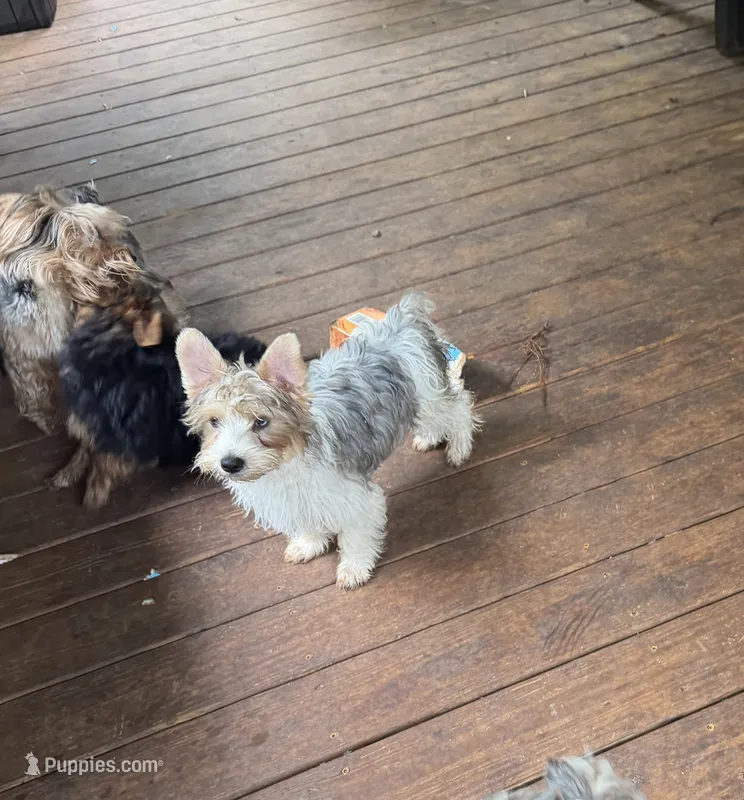 White Parti Male – Yorkshire Terrier puppy for sale in Madison, AL