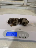 Chocolate Male, a male Yorkshire Terrier and Biewer for sale in Madison, AL – 4 of 5