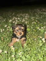 black & tan, a male Yorkshire Terrier for sale in Madison, AL – 4 of 6