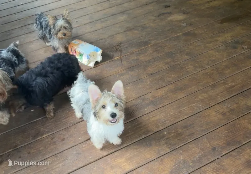 Standard Parti Yorkie – Yorkipoo, Yorkshire Terrier puppy for sale in Madison, AL