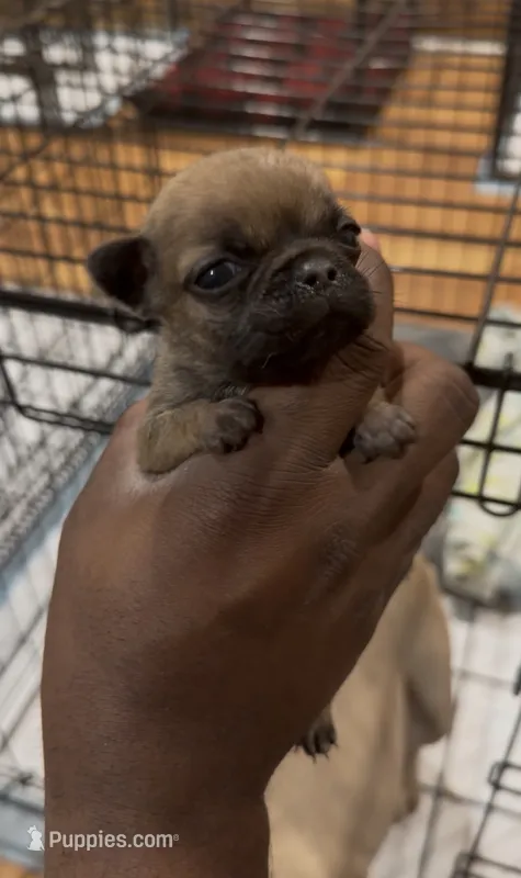 AK(A**Kicker) – French Bulldog puppy for sale in Madison, AL