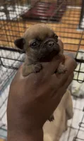 AK(A**Kicker), a male French Bulldog for sale in Madison, AL – 1 of 3