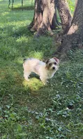 LoLo , a male Yorkipoo and Yorkshire Terrier for sale in Madison, AL – 4 of 5