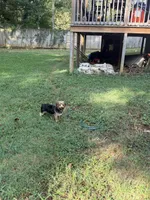 Standard Male Yorkie Poo, a male Yorkipoo and Yorkshire Terrier for sale in Harvest, AL – 4 of 8