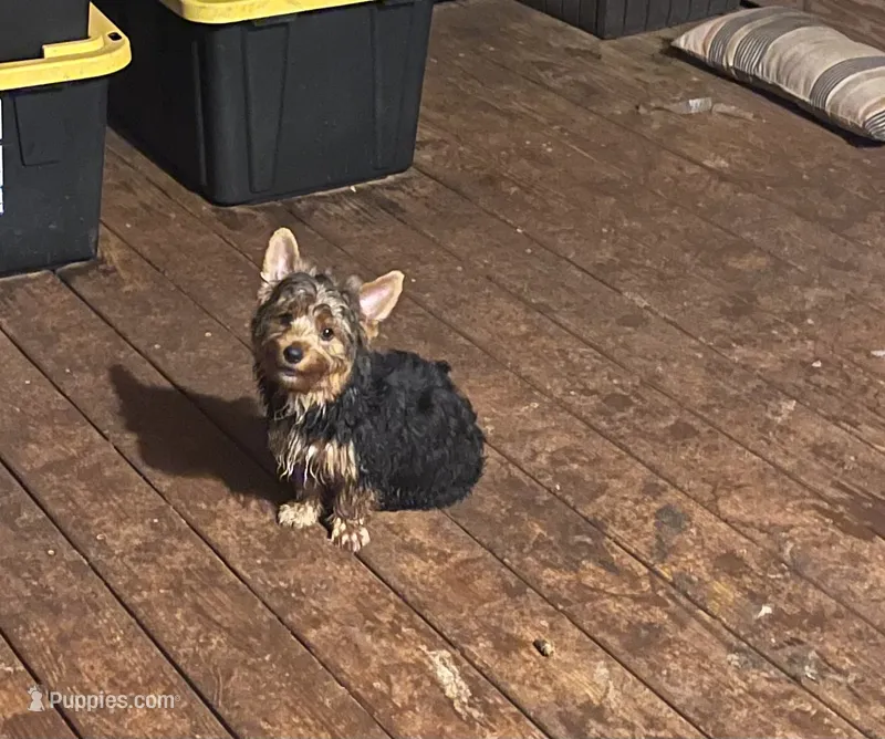 Black & Tan Male  – Yorkshire Terrier puppy for sale in Madison, AL
