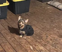 Black & Tan Male , a male Yorkshire Terrier for sale in Madison, AL – 1 of 6