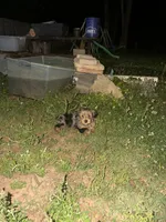 Standard Size Male , a male Yorkshire Terrier for sale in Madison, AL – 2 of 7