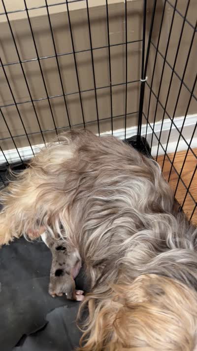 Chocolate Male, a male Yorkshire Terrier and Biewer for sale in Madison, AL – 5 of 5