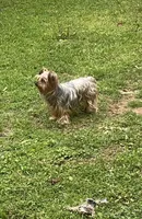 Standard Male Yorkie Poo, a male Yorkipoo and Yorkshire Terrier for sale in Madison, AL – 3 of 3