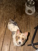 Loki, a male Yorkshire Terrier for sale in Madison, AL – 3 of 7