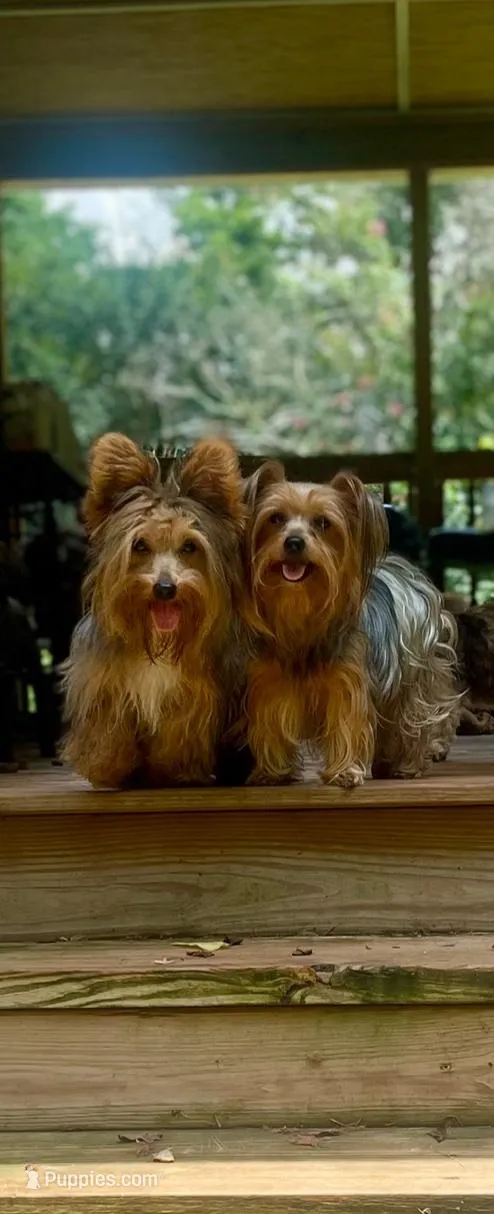 Loki, a male Yorkshire Terrier for sale in Madison, AL – 7 of 7
