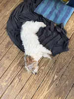 Loki, a male Yorkshire Terrier for sale in Madison, AL – 5 of 7