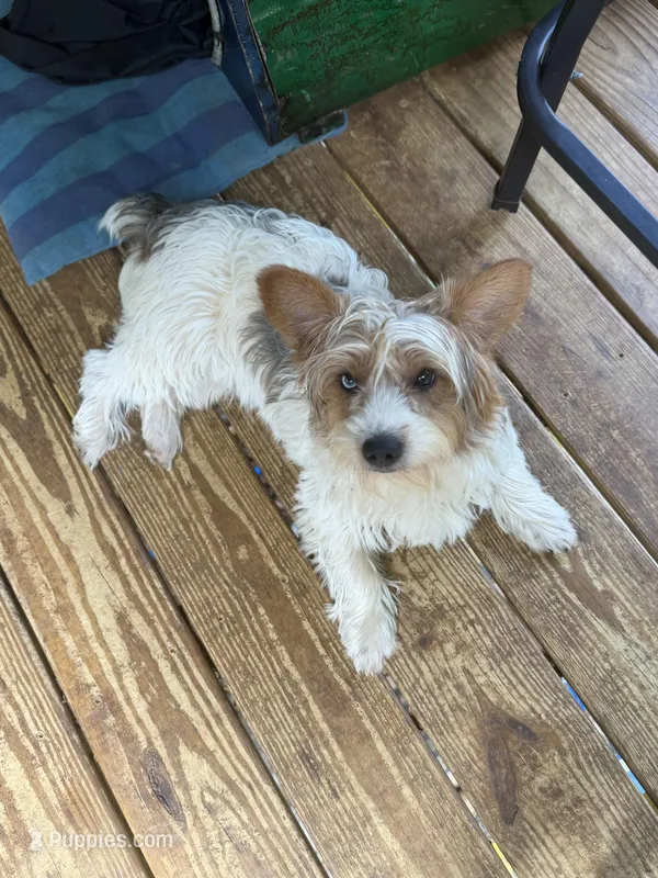 Loki – Yorkshire Terrier puppy for sale in Madison, AL
