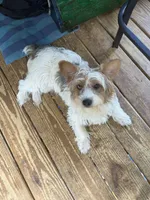 Loki, a male Yorkshire Terrier for sale in Madison, AL – 2 of 7