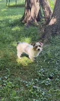 Loki, a male Yorkshire Terrier for sale in Madison, AL – 1 of 7
