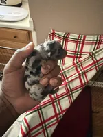 Male , a male Yorkshire Terrier for sale in Madison, AL – Photo 3 of 7