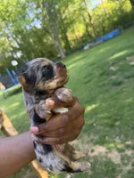 Male (runt) , a male Yorkshire Terrier for sale in Madison, AL – Photo 2 of 7