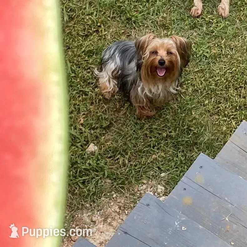 Male , a male Yorkshire Terrier for sale in Madison, AL – Photo 6 of 7