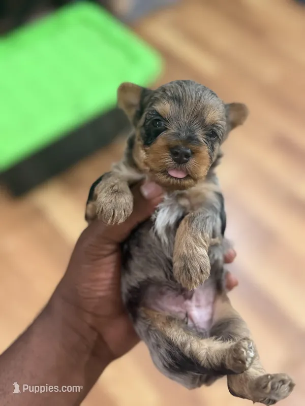 Male  – Yorkshire Terrier puppy for sale in Madison, AL