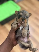Male (runt) , a male Yorkshire Terrier for sale in Madison, AL – Photo 1 of 7
