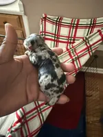 Male , a male Yorkshire Terrier for sale in Madison, AL – Photo 2 of 7