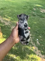 Male (runt) , a male Yorkshire Terrier for sale in Madison, AL – Photo 3 of 7