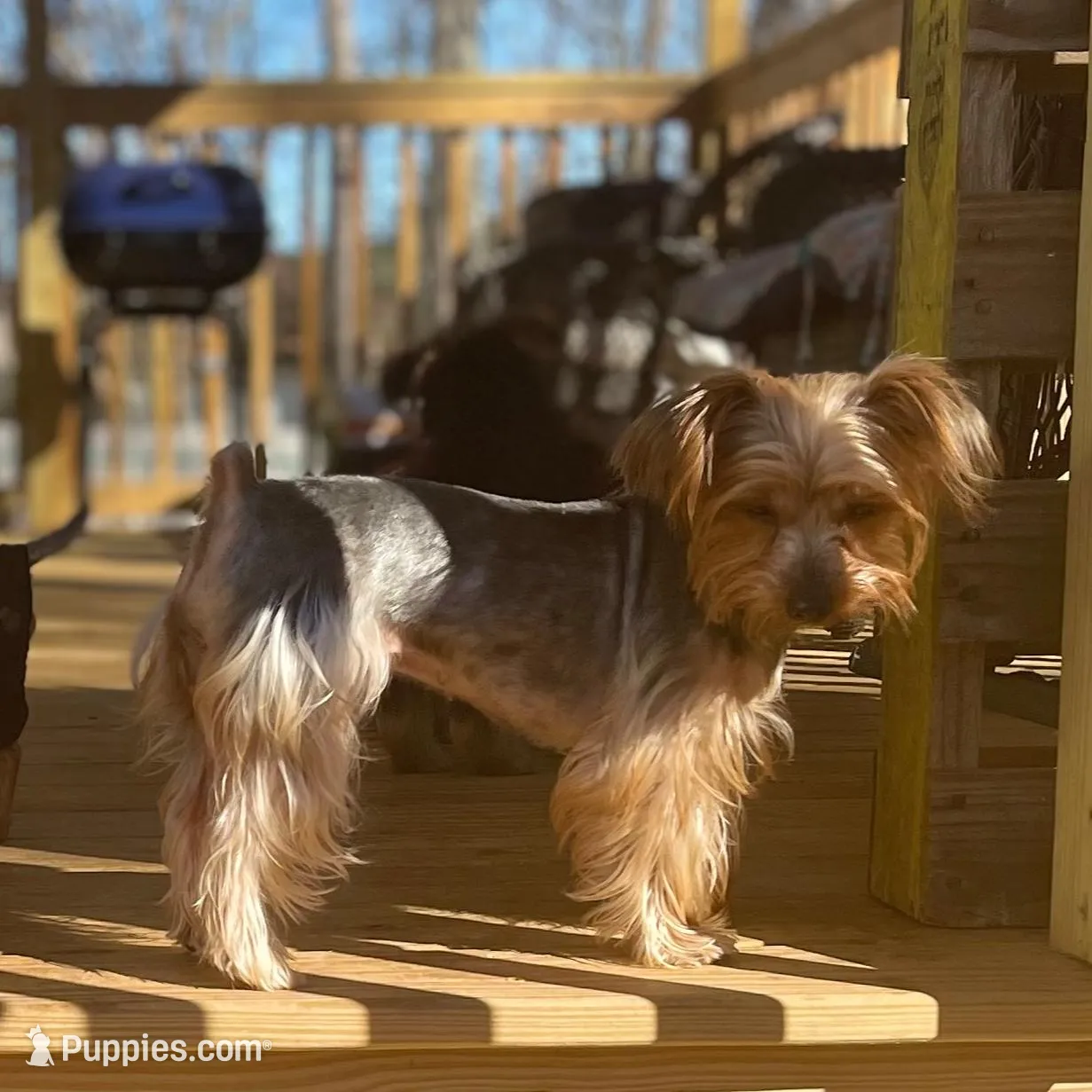 Male , a male Yorkshire Terrier for sale in Madison, AL – Photo 4 of 7