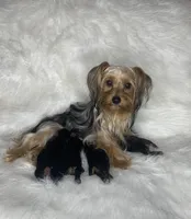 Male , a male Yorkshire Terrier for sale in Madison, AL – Photo 5 of 7