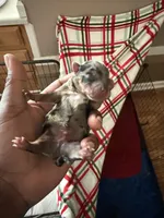 Male , a male Yorkshire Terrier for sale in Madison, AL – Photo 1 of 7