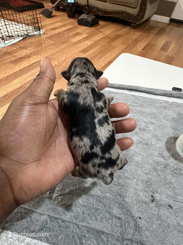 Male  – Yorkshire Terrier puppy for sale in Madison, AL