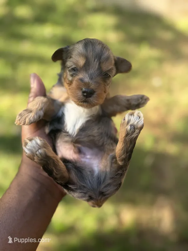 Male – Yorkshire Terrier puppy for sale in Madison, AL