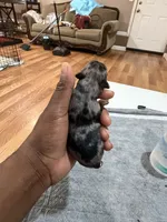 Male, a male Yorkshire Terrier for sale in Madison, AL – Photo 2 of 4