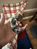 Male, a male Yorkshire Terrier for sale in Madison, AL – Photo 4 of 4