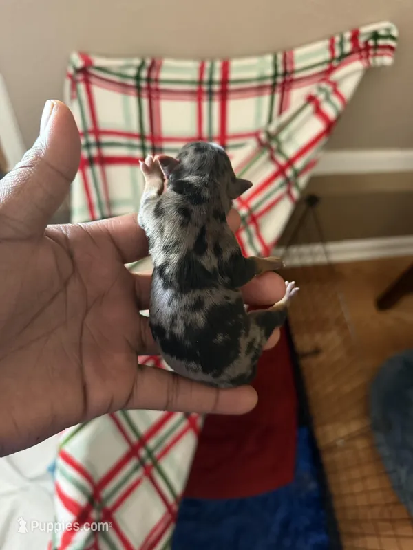 Male – Yorkshire Terrier puppy for sale in Madison, AL