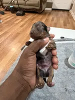 Male, a male Yorkshire Terrier for sale in Madison, AL – Photo 3 of 4