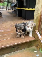 Black & Tan Male , a male Yorkshire Terrier for sale in Madison, AL – 5 of 6